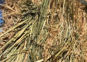 100mt Oaten Hay 650kg 8x4x3 Bales