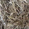 Irrigated Clover and Rye Small Square Bales