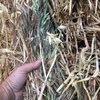 Oaten Hay 8x4x3 Plus Freight