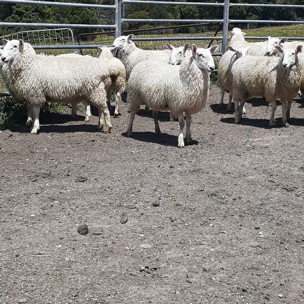 Border Leicester Ewe Lambs 