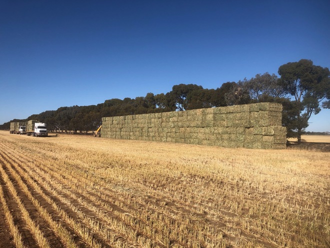 New Season' Wheaten Hay 8x4x3 Bales Ex Paddock