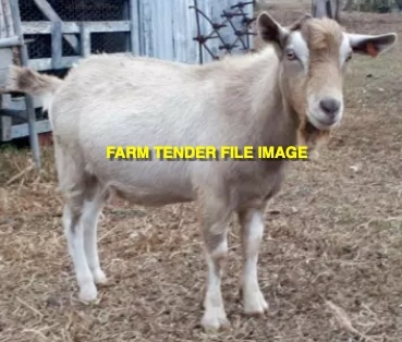 WANTED Toggenburg Billy 