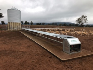 Auto Sheep Feeder