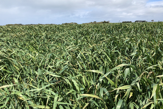 LETS MOVE.. OATEN / RYE SILAGE 4 x 4 CHEAP FREIGHT AVAILABLE / SEMI LOAD DISCOUNTS. CALL TO DISCUSS