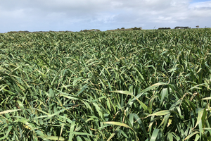 LETS MOVE.. OATEN / RYE SILAGE 4 x 4 CHEAP FREIGHT AVAILABLE / SEMI LOAD DISCOUNTS. CALL TO DISCUSS