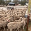 Merino Ewe Lambs