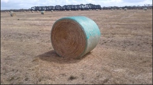 Perennial Ryegrass Straw Deliverd