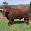Red Angus Registered Stud Bulls