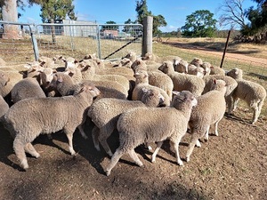 MERINO X BORDER LEICESTER EWE LAMBS X 45 - 6 to 8 MONTHS OLD 