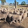 MERINO X BORDER LEICESTER EWE LAMBS X 45 - 6 to 8 MONTHS OLD 