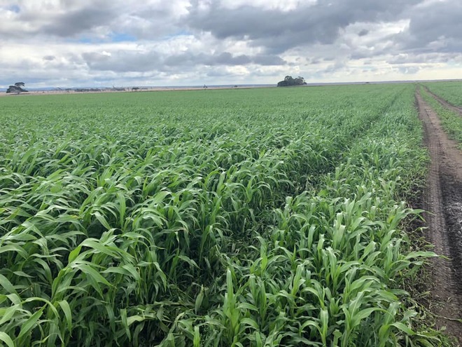 OATEN SILAGE 1.1 ton bales weighed AVAILABLE NOW