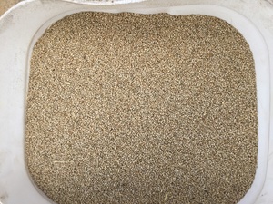 Shiroie millet 