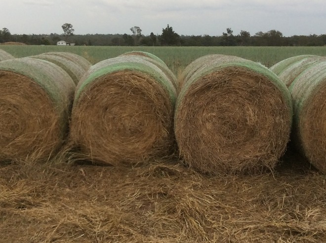 Grassy Lucerne