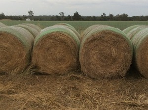 Grassy Lucerne