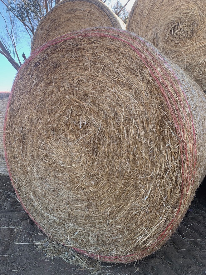Rye dominant pasture hay