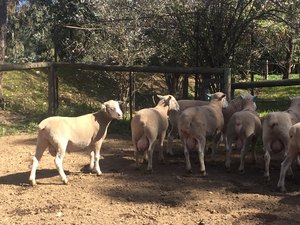 Poll Dorset Flock Rams
