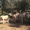 Poll Dorset Flock Rams
