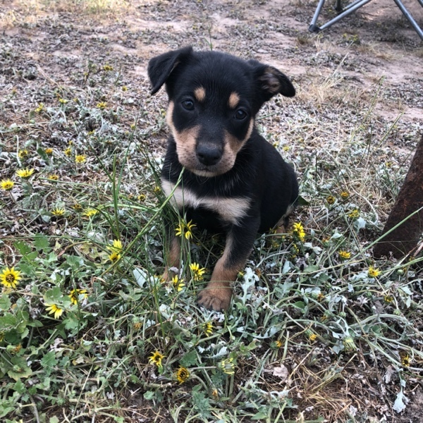 Working kelpie pups 