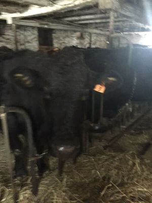 ANGUS COWS