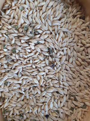 35mt Barley with Lucerne mix 