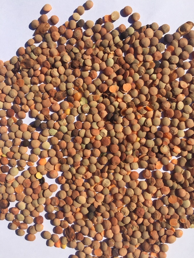 50mt Flash Lentils, Stockfeed