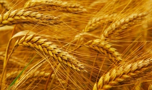 25mt Corack Wheat Seed