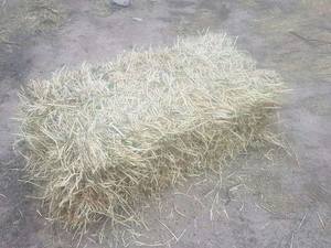 Vetch and Barley Small Squares