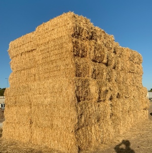 oaten hay. 