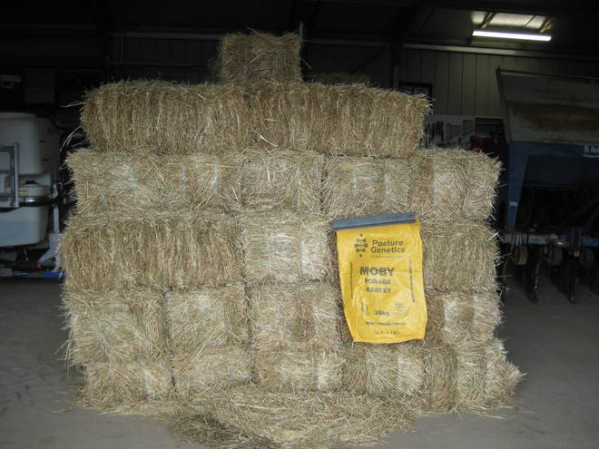 Moby Barley / Rye Grass Hay