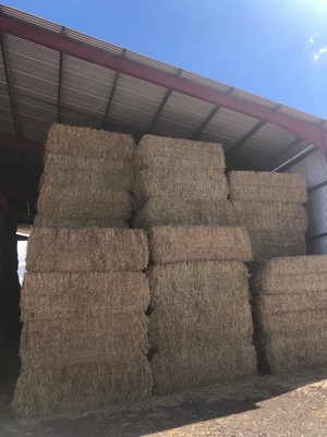 400 Canola Hay 8x4x3 Bales ex farm