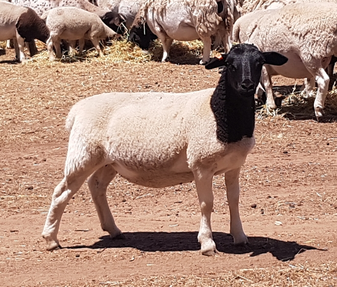 14 Dorper Ewe Lambs 7 months old