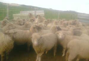 270 x 1.5yo First Cross Ewes Joined to White Suffolk Rams
