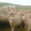 270 x 1.5yo First Cross Ewes Joined to White Suffolk Rams