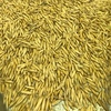 Graded Hay Oats for sale