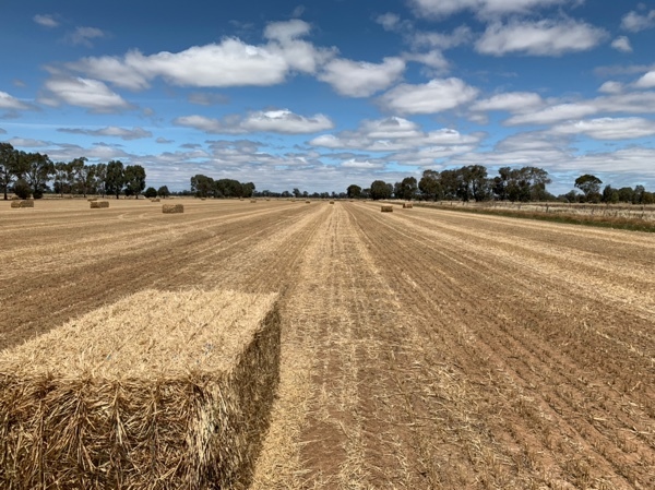 WHEATEN HAY FOR SALE