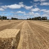 WHEATEN HAY FOR SALE