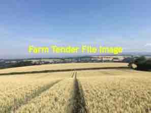 Standing Wheat Straw