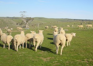 White Suffolk Ewe Lambs