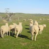 White Suffolk Ewe Lambs