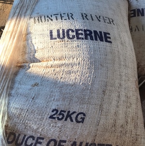 Lucerne Seed