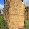 Canola Hay  2 x B Double loads