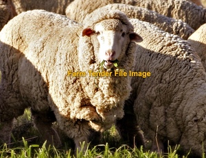 890 Merino Ewes