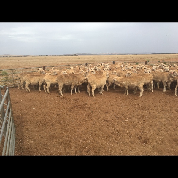 Merino Ewes