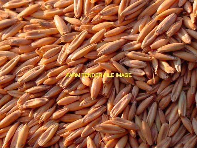 1 x B Double Load of Grazing Oats Wanted Ex Farm