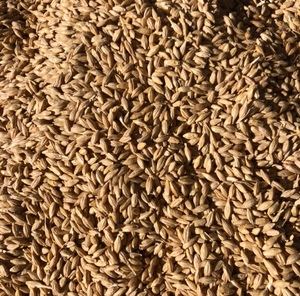barley