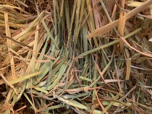 300 Bales of Oaten Hay 8x4x3's Shedded