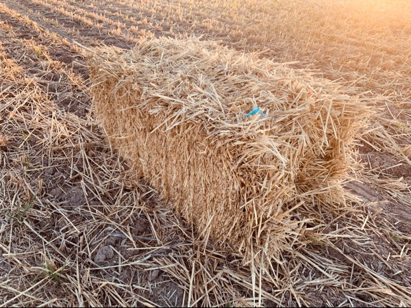 Wheaten Staw small squares 