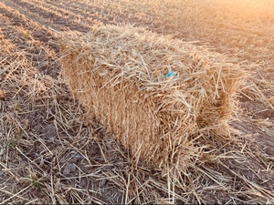 Wheaten Staw small squares