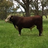 Poll Hereford Bulls