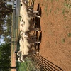 White Suffolk Rams
